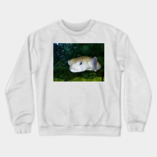 Pout Pout Fish Crewneck Sweatshirt